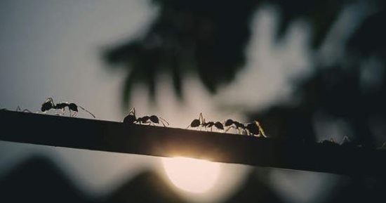 اكتشاف نوع نمل من ملكات فقط ويتكاثر دون ذكور.. كيف يحدث هذا؟