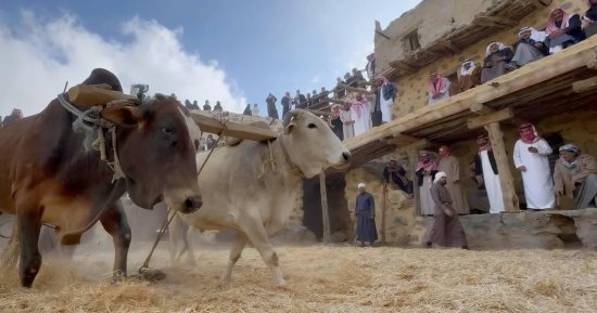 "المدانة التراثية" تستحضر موروث الآباء والأجداد شمال عسير فى السعودية