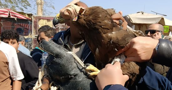 حملة موسعة على سوق السيدة عائشة ومصادرة حيوانات حية ومحنطة.. صور