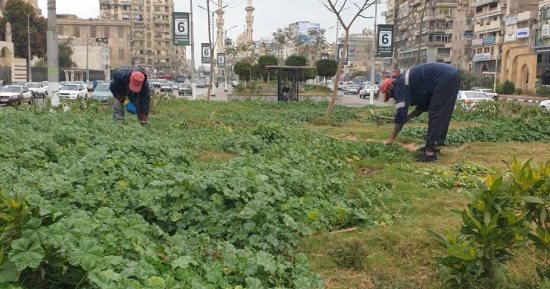 من شجرة الدر إلى حديقة الأسرة.. تطوير شامل للحدائق العامة بالدقهلية