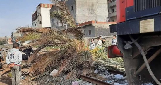 عودة حركة القطارات بعد سقوط نخلة على القضبان فى الإسكندرية بسبب الرياح
