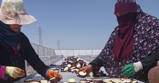لأول مرة بالصعيد.. الأقصر تشهد تنفيذ تجربة تجفيف الباذنجان الأسود فى الشمس.. للتصدير للخارج بعد نجاحات تجفيف الطماطم بجبال الأقصر.. والمحافظ: مجمع الصناعات الزراعية الجديد يرفع من زيادة الصادرات الزراعية.. صور