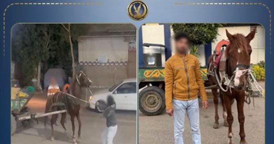 الداخلية تضبط صاحب الكرباج بالقليوبية.. القصة الكاملة لتعذيب حصان وسط الشارع