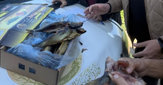 ضبط 970 كجم رنجة وفسيخ غير صالحة للاستهلاك الآدمى فى الغربية