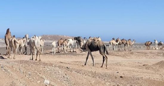 عمرك سمعت عن صلاة الأبل؟ كَمتيت سليلت طقس سنوى فى حلايب وشلاتين.. صور