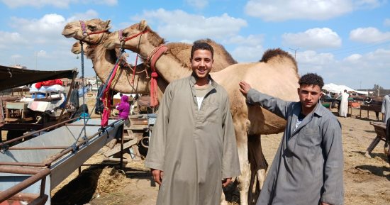 أسعار وأنواع الجمال.. مباشر من أكبر سوق مواشى فى الشرقية «فيديو»