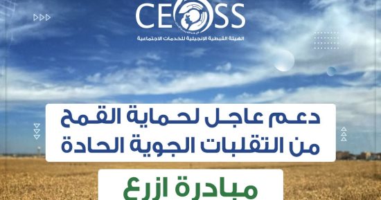 الهيئة الإنجيلية تحذر مزارعى القمح من التقلبات الجوية وتصدر توصيات عاجلة
