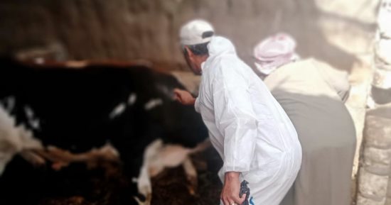 انطلاق الحملة القومية لتحصين الماشية ضد الجلد العقدى بالإسماعيلية السبت المقبل