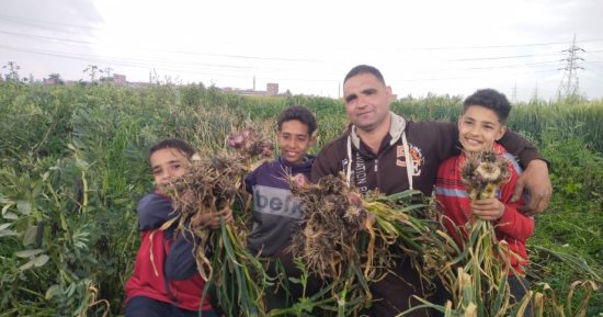 صاحب اللمسة الجمالية فى الأكل.. فرحة بمزارع القليوبية فى حصاد الثوم.. أحد المزارعين: منتصف سبتمبر وحتى نهاية نوفمبر أنسب وقت للزراعة.. ويستمر بالأرض حوالى 210 أيام.. وأنسب طريقة للتخزين تصل بالمحصول 5 سنوات
