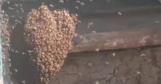 خلية نحل على باب المقبرة.. مفاجأة بعد فتح باب حديدي لمقبرة بالقليوبية.. فيديو