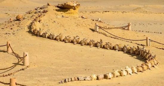 وادى الحيتان بالفيوم.. رحلة عبر 40 مليون سنة تكشف أسرار تطور الحيتان من كائنات برية إلى بحرية.. حفريات نادرة توثق عصر الأيوسين داخل محمية وادى الريان.. ومكانة عالمية بعد تسجيله كأول موقع تراث طبيعى بمصر.. صور