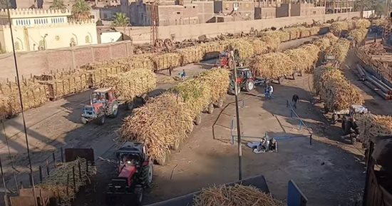 توريد محصول قصب السكر لمصانع أرمنت بالأقصر