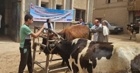 الطب البيطري بسوهاج تنظم قافلة بيطرية لعلاج الماشية بالمجان بالمراغة