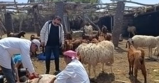 مركز بحوث الصحراء بسيناء يطلق برنامجا تدريبيا لدعم مربى الأغنام والماعز