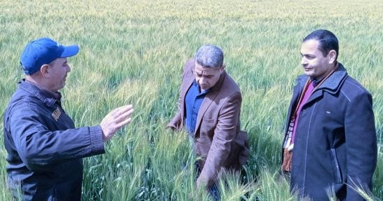 "الصهد انكسر.. لكن الخطر مستمر".. فهيم يحذر من نشاط 4 آفات زراعية