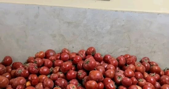 وزارة التموين تطرح الطماطم اليوم بـ 20 جنيها للكيلو