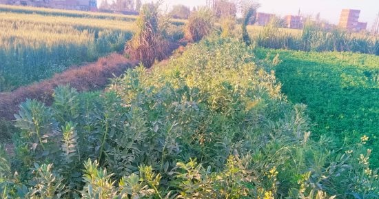 الفول البلدى جاهز للحصاد فى غيطان المنوفية.. أحد المزارعين: من المحاصيل المهمة ونحرص على زراعتها لجودة الأراضى وتحقيق أعلى إنتاحية للفدان.. ومدير الزراعة: لدينا 1500 فدان بالمحافظة ونقدم الدعم الكامل للفلاحين