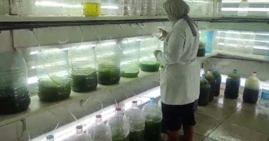 تفاصيل إنتاج سلالات جديدة من سمكة البورى الطوبار بالمعهد القومى لعلوم البحار بالإسكندرية.. النتائج تثبت الحفاظ على البيئة ودعم الثروة السمكية بدلاً من استخدام الزريعة من البحر.. وبداية طرحة للمزارع بـ2027.. صور