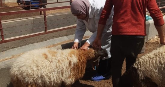 استمرار الحملة القومية لمكافحة الجلد العقدي وجدري الأغنام بالإسماعيلية