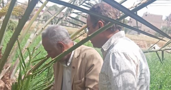 زراعة قنا تطلق حملة مكبرة لمكافحة سوسة النخيل بأحدث أجهزة الحقن
