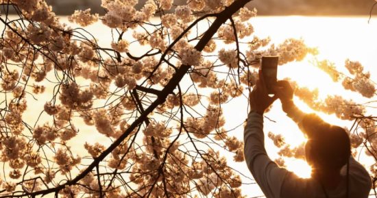  أزهار الكرز تزين الحدائق من طوكيو إلى واشنطن