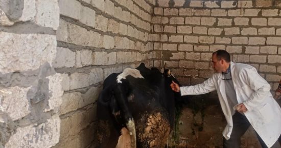 محافظ المنيا يتابع نتائج حملة تحصين الماشية ضد الجلد العقدى وجدرى الأغنام