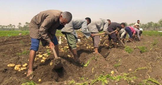 مركز تغير المناخ يطمئن المزارعين: لا موجات حارة قاسية قريبا