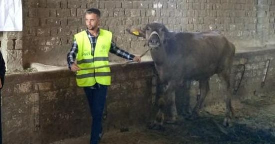 الأورمان تسلم 71 ألف رأس ماشية للأسر الأكثر احتياجا بالمحافظات
