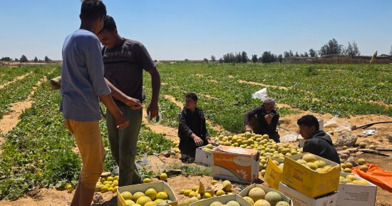 حصاد العسل الأبيض.. شاهد الكنتالوب فى مزارع الإسماعيلية... فيديو