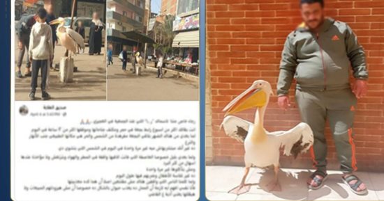 الداخلية تكشف ملابسات تقييد بجعة أمام محل أسماك فى طنطا