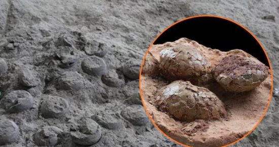 اكتشاف عش ديناصورات يحتوى على بيض متحجر عمره 72 مليون عام فى إسبانيا
