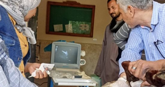 الخدمات البيطرية بسوهاج تدعم المربين بندوات إرشادية وتسليم أغنام بساقلتة