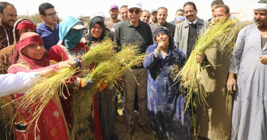 عاوزينها تبقى جنة.. الذهب الأخضر لأول مرة فى المنيا.. المحافظة تزرع 600 فدان كتان وأشهر المراكز أبو قرقاص.. محافظ المنيا: الظهير الصحراوي قاطرة التنمية المستدامة.. وكيل وزارة الزراعة: إنتاج الفدان يصل لـ 4.5 طن
