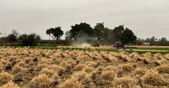 اليوم آخر "برمودة".. ماذا تعرف عن شهر الحصاد؟