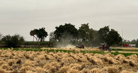 فرحة كل عام تعود.. المزارعون يحصدون الصبر وبداية مرحلة حصاد القمح والتوريد بقنا.. صور