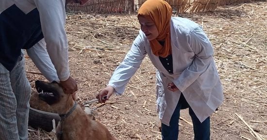 الزراعة: تحصين 24 ألف كلب ضال وتعقيم 2000 آخرى ضمن حملة مكافحة السعار