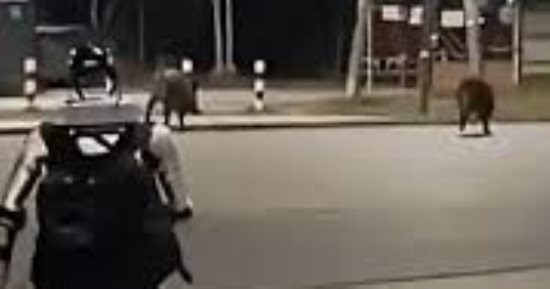 روبوت يطارد خنازير برية في وارسو ويثير جدلاً واسعًا حول الـ AI.. فيديو