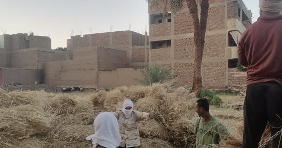 القمح الليلة ليلة عيده يارب تبارك وتزيده.. الفرحة تظهر مع بدء موسم توريد القمح.. التموين تعلن بداية التوريد فى 4 نقاط مخصصة بسعة تخزينية 43 ألف طن.. وتشكيل لجان من هيئة سلامة الغذاء لتسهيل عمليات التوريد.. صور