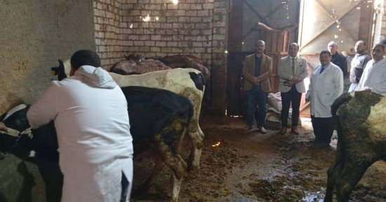 محافظ الدقهلية: تحصين 150 ألف رأس ضد مرض الجلد العقدى فى الأبقار وجدرى الضأن