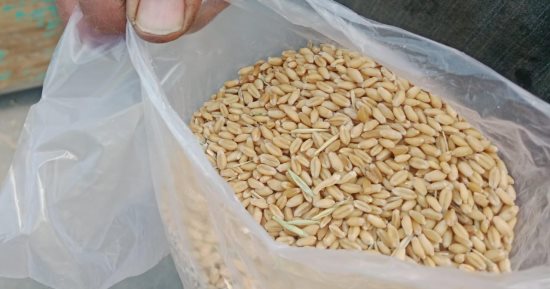 تموين الأقصر تتسلم 152.2 طن من الأقماح خلال 48 ساعة داخل مواقع التخزين