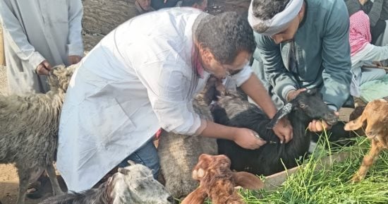 تحصين أكثر من 176 ألف رأس ماشية ضد الجلد العقدى وجدرى الضأن فى الجيزة