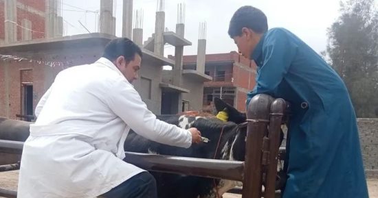 علاج 219 رأس ماشية و2600 طائر بالقافلة البيطرية بقرية سماتاي بالغربية