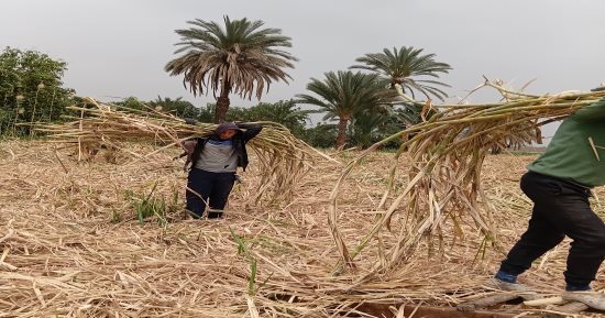 موسم الخير في أسوان.. مباشر من حصاد القصب