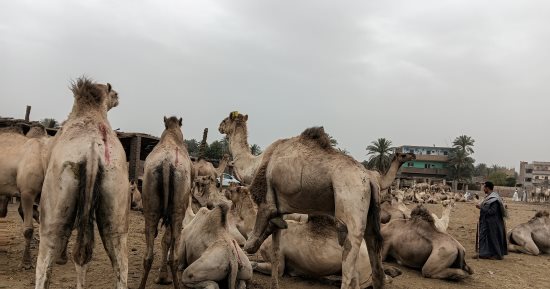 مزادات بيع وشراء الجمال.. مباشر من سوق دراو فى أسوان.. فيديو وصور