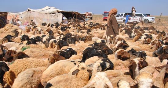 بدء موسم جز صوف أغنام البرقى بمطروح.. الأهالى يحيون تراث وطقوس الجلامة.. كبار المربين ينحرون الذبائح ويعدون الولائم للضيوف والمشاركين.. ويتفننون في إنشاد أغانٍ تراثية تناسب مراحل جز الصوف.. صور