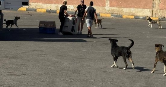 الطب البيطرى بالبحر الأحمر: تعقيم وتحصين 15 كلبًا ضالًا بالغردقة.. صور