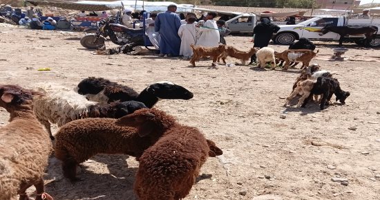 عقوبة تصل للحبس.. قبل عيد الأضحى احذر الذبح بالشارع