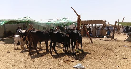 انخفاض أسعار ماشية التسمين بأسوان وإقبال على شراء الأضاحي.. صور