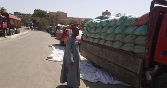 توريد 3560 طن قمح محلى للصوامع والشون بأسيوط واستمرار الموسم حتى 15 أغسطس