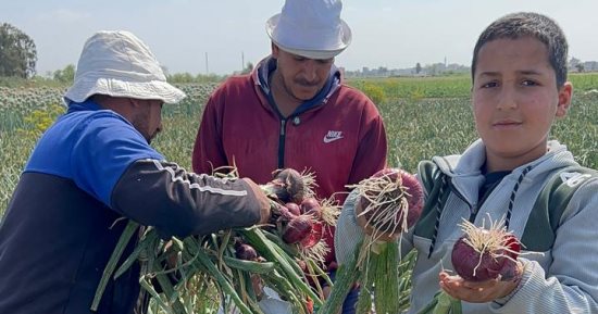 انطلاق موسم حصاد البصل فى الدقهلية.. والكيلو يبدأ بـ5 جنيهات